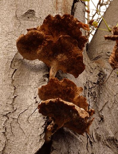 Senescent brackets on chestnut in Saffron Walden, UK.